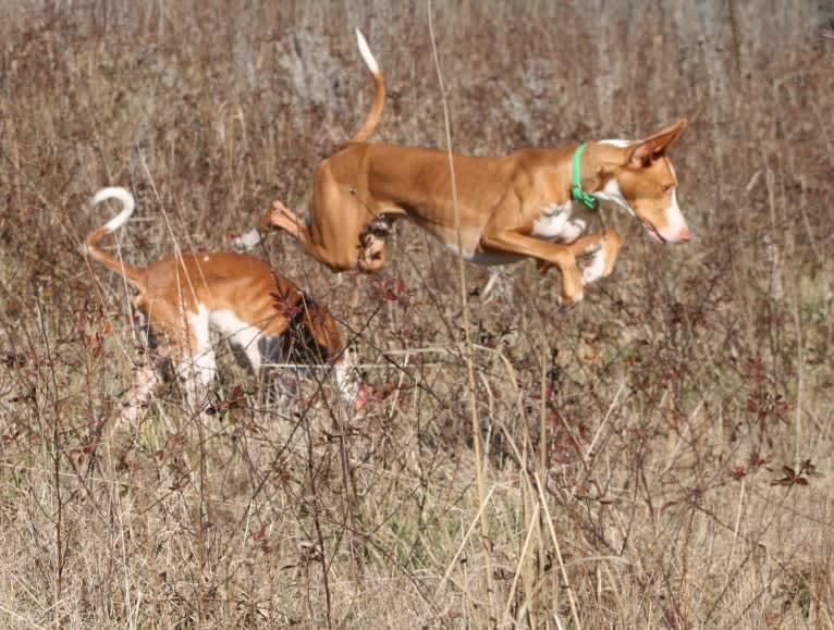 Dean, an Ibizan Hound tested with EmbarkVet.com