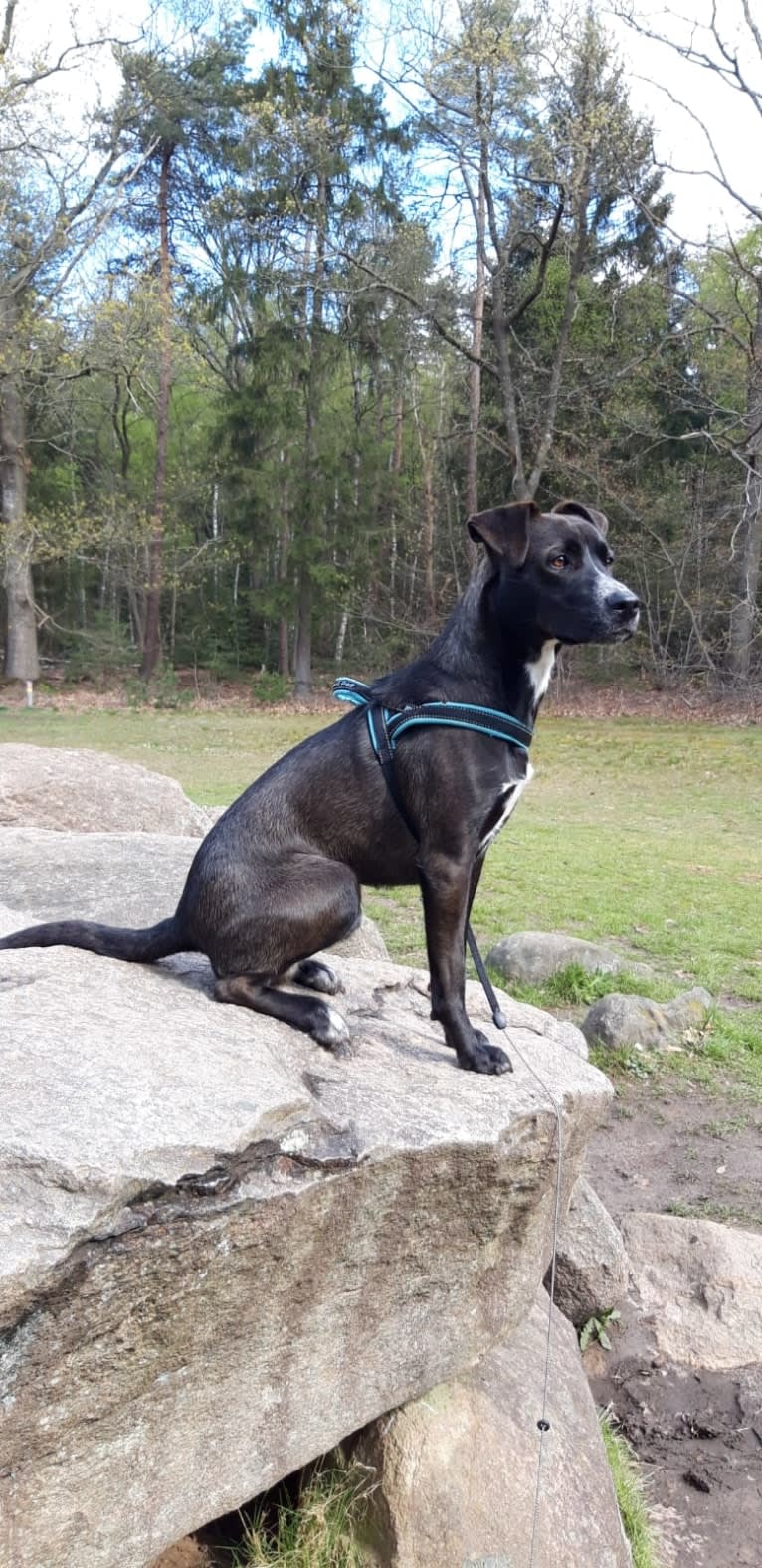 Joey, an American Pit Bull Terrier and German Shepherd Dog mix tested with EmbarkVet.com