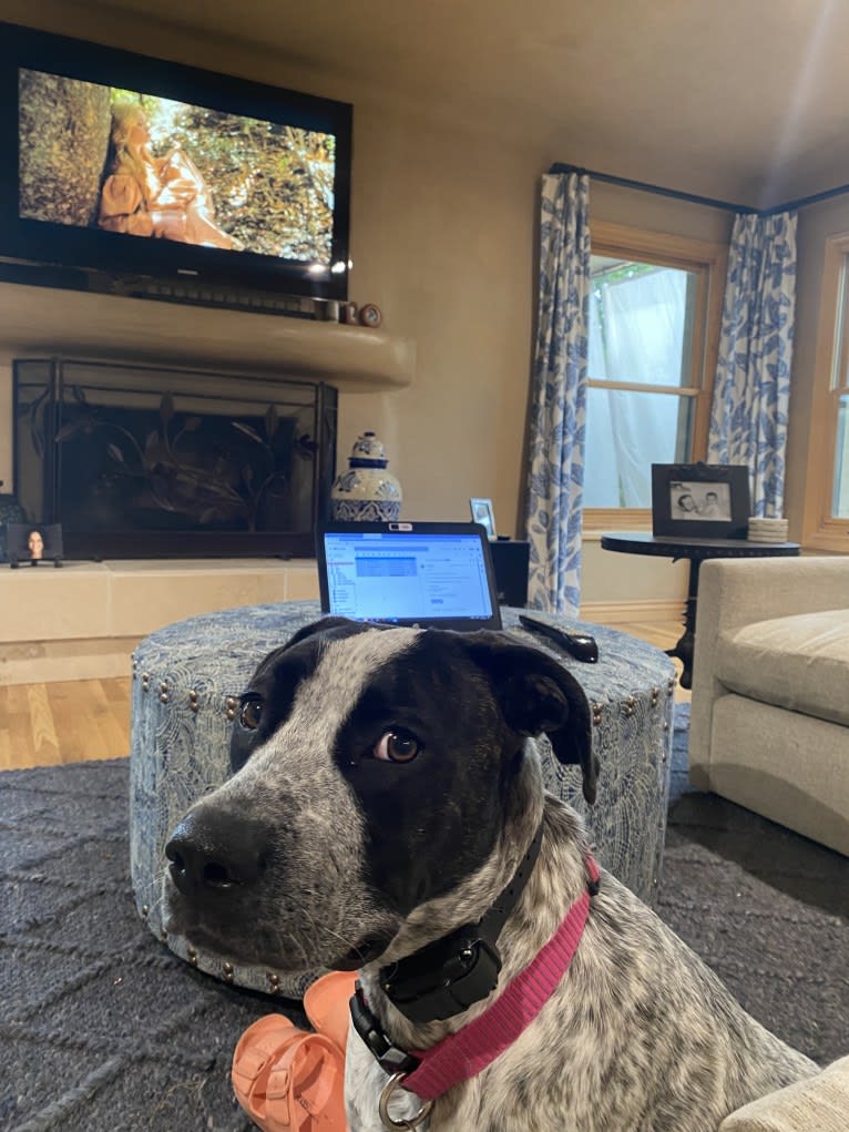 Pepper, an American Pit Bull Terrier and Cane Corso mix tested with EmbarkVet.com