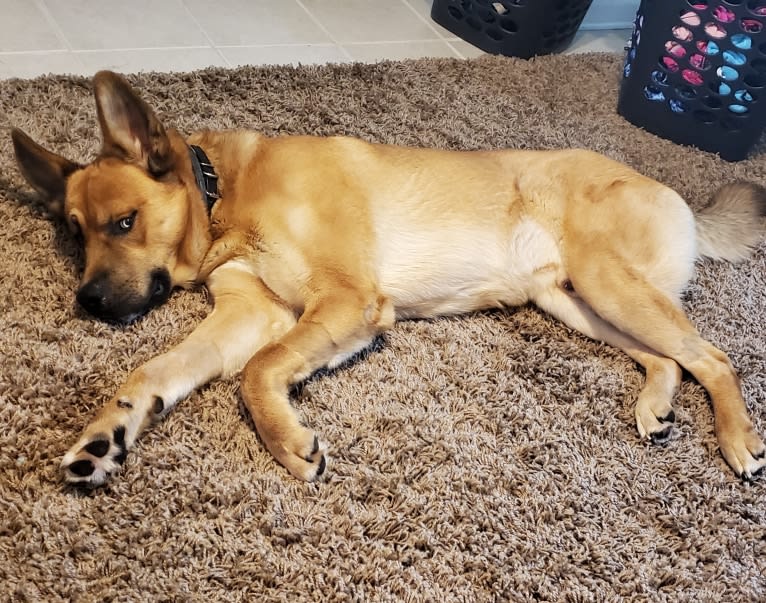 Canyon, a Siberian Husky and Saint Bernard mix tested with EmbarkVet.com