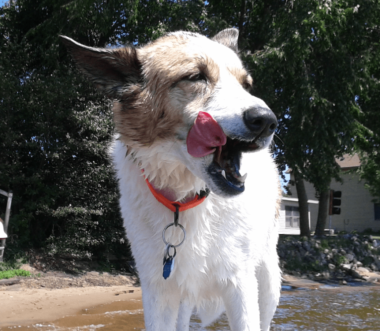 Lucy, a German Shepherd Dog and Siberian Husky mix tested with EmbarkVet.com