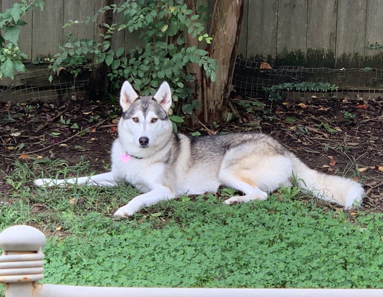 Sakari, a Siberian Husky and Alaskan Malamute mix tested with EmbarkVet.com