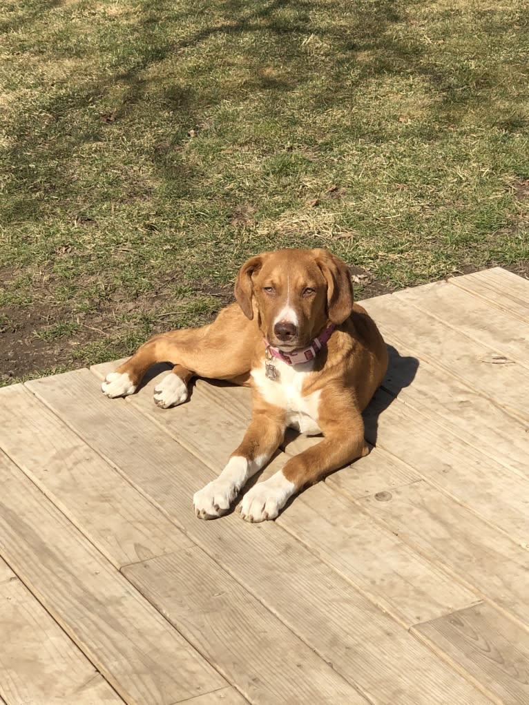 Viola, an American Pit Bull Terrier and Catahoula Leopard Dog mix tested with EmbarkVet.com