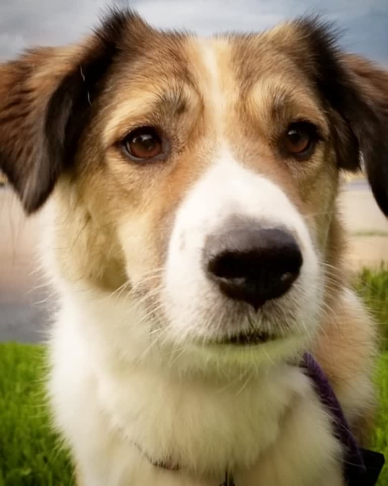 Rufus, a West Asian Village Dog tested with EmbarkVet.com