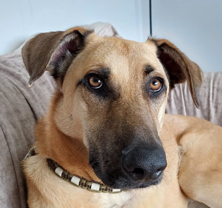 Ilias, an Eastern European Village Dog tested with EmbarkVet.com