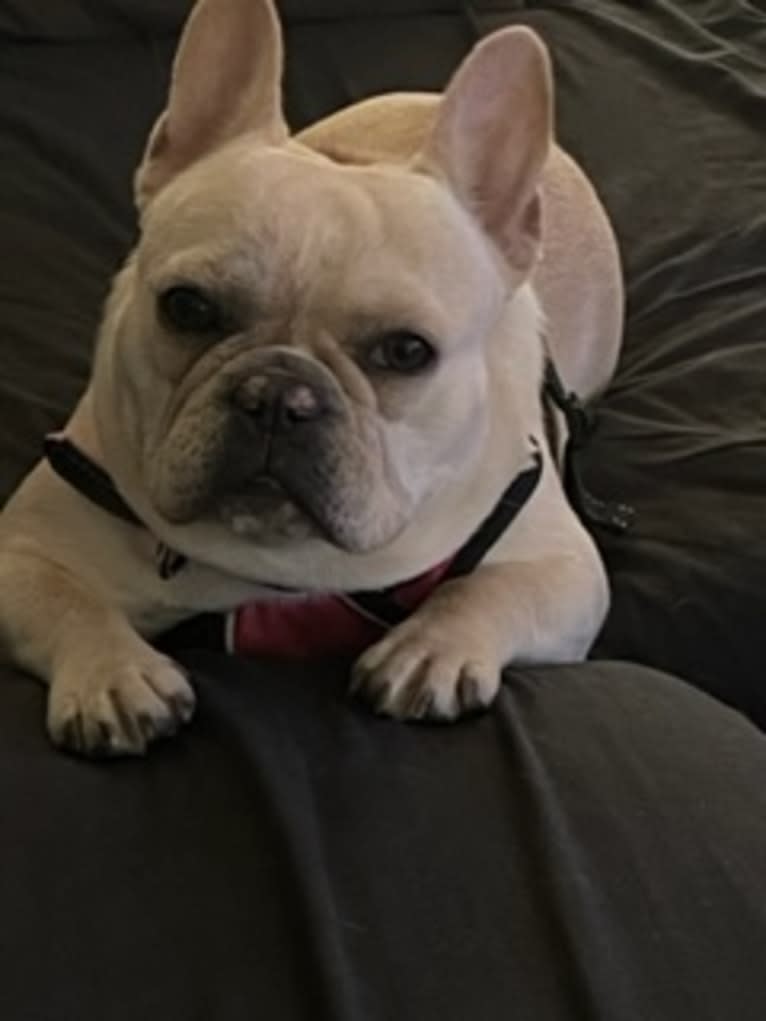 Bella Underwood, a French Bulldog tested with EmbarkVet.com