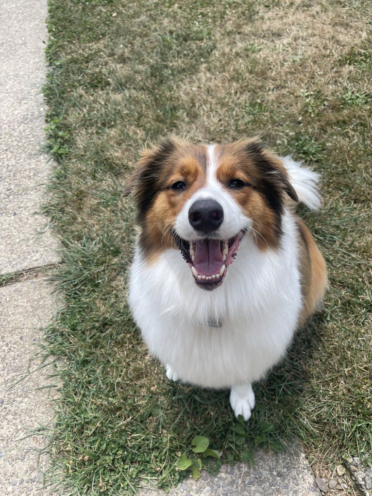 Milo, an English Shepherd tested with EmbarkVet.com