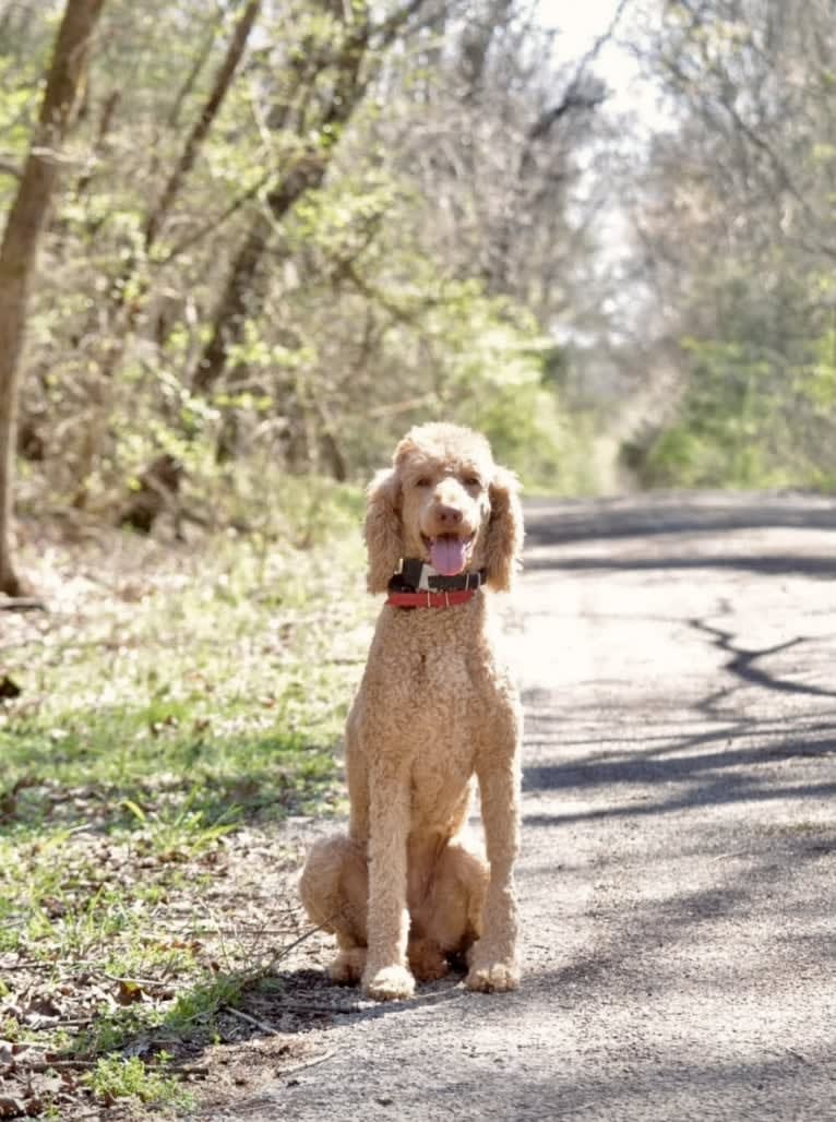 Ruby Rae, a Poodle (Standard) tested with EmbarkVet.com