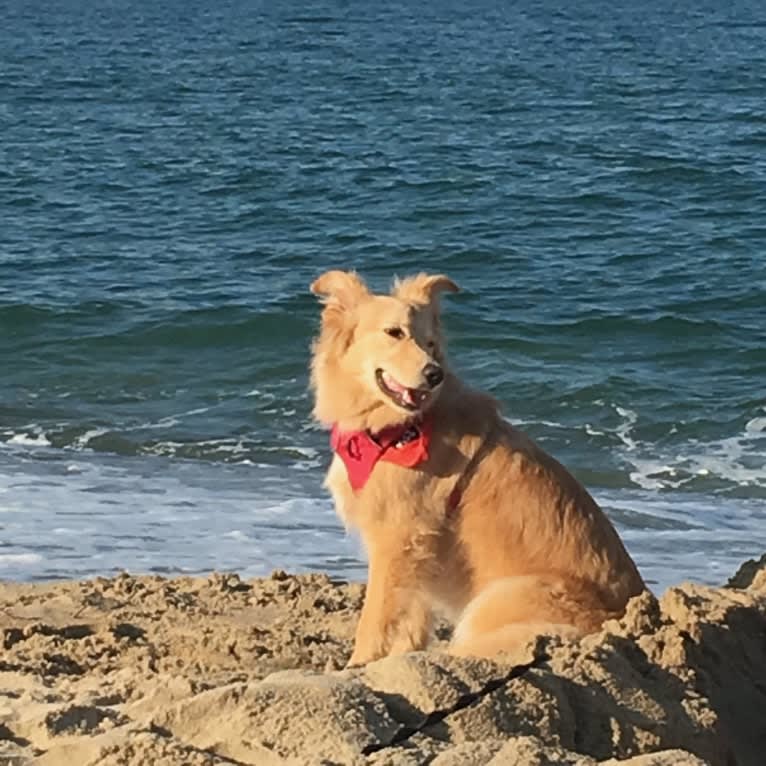 Sadie, a German Shepherd Dog and Golden Retriever mix tested with EmbarkVet.com