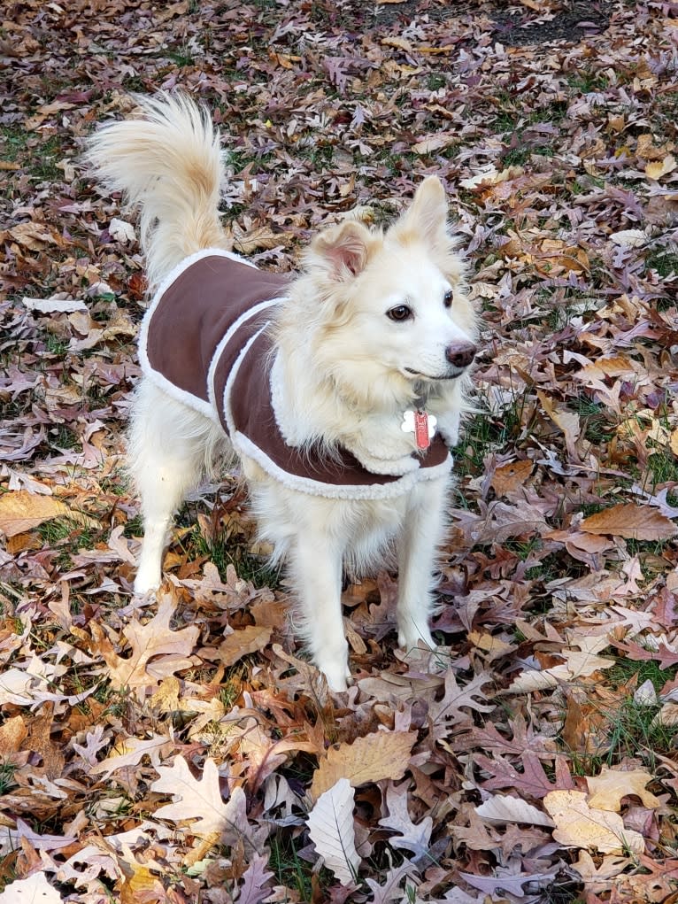 Dandao, an American Village Dog tested with EmbarkVet.com