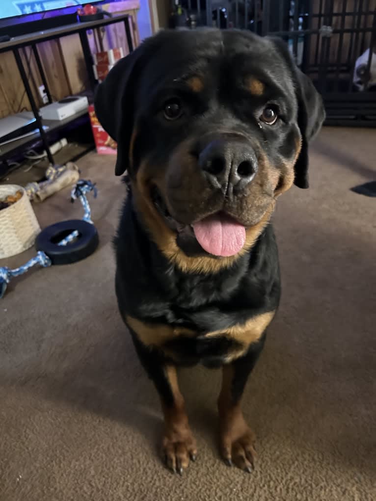 Chompy, a Rottweiler tested with EmbarkVet.com