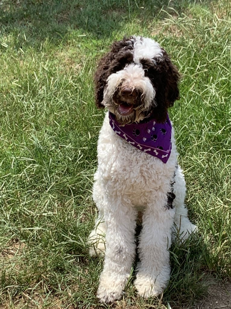 Charlie, a Poodle (Standard) tested with EmbarkVet.com