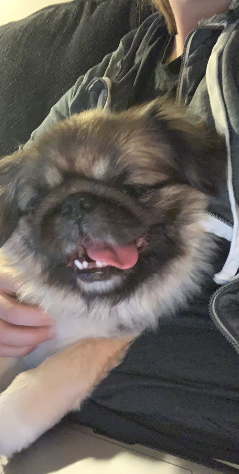 Harley, a Pekingese tested with EmbarkVet.com