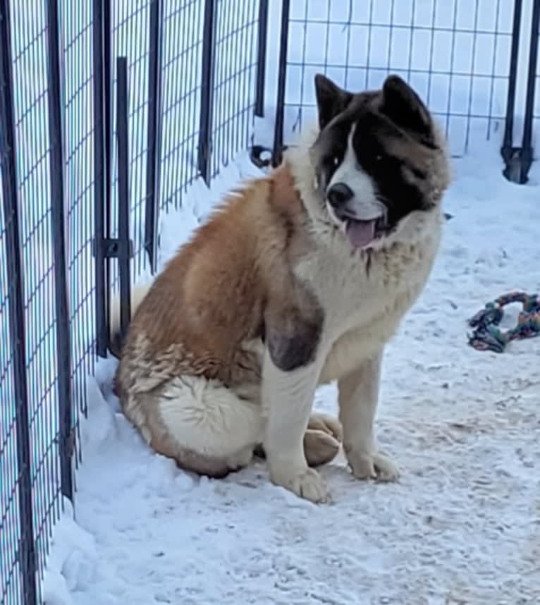 Gauge, an Akita tested with EmbarkVet.com