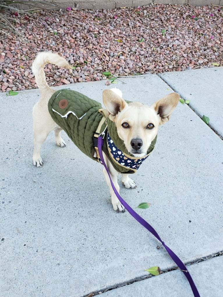 Swivel, a Chihuahua and Poodle (Small) mix tested with EmbarkVet.com