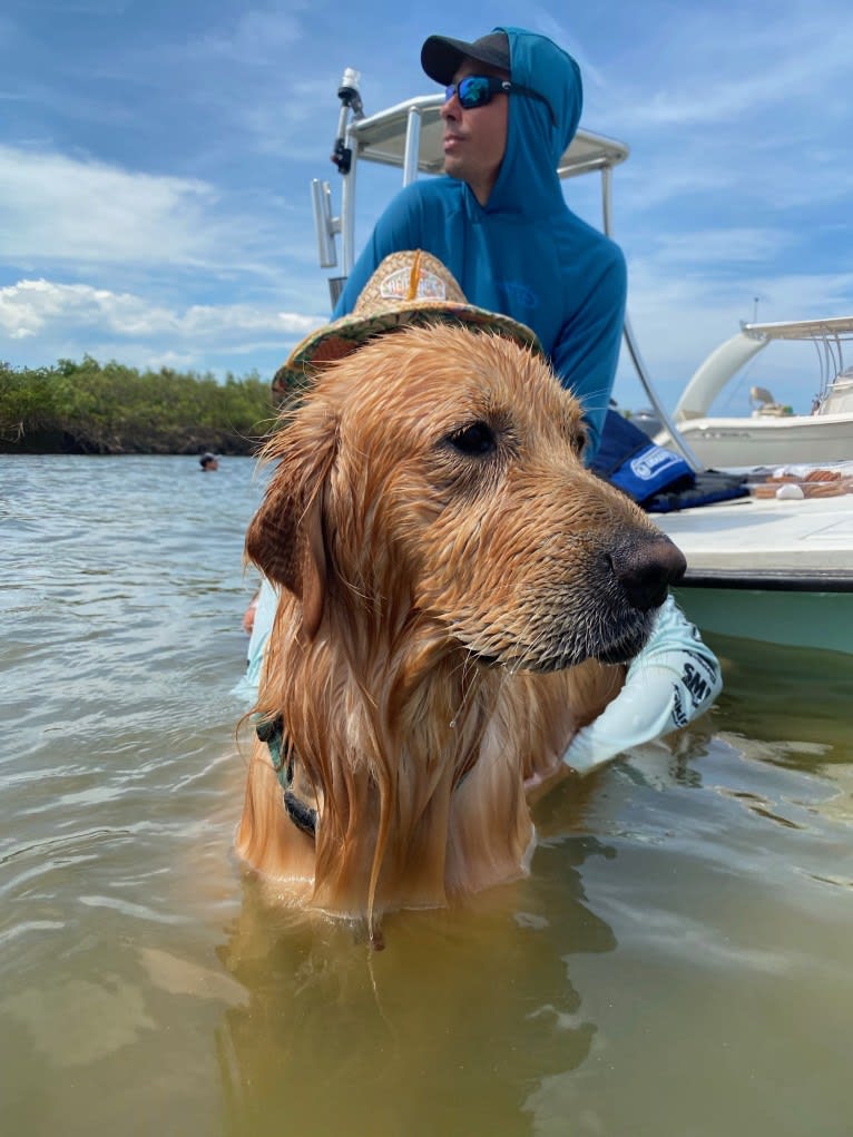 Tuckerberry Finn, a Golden Retriever tested with EmbarkVet.com