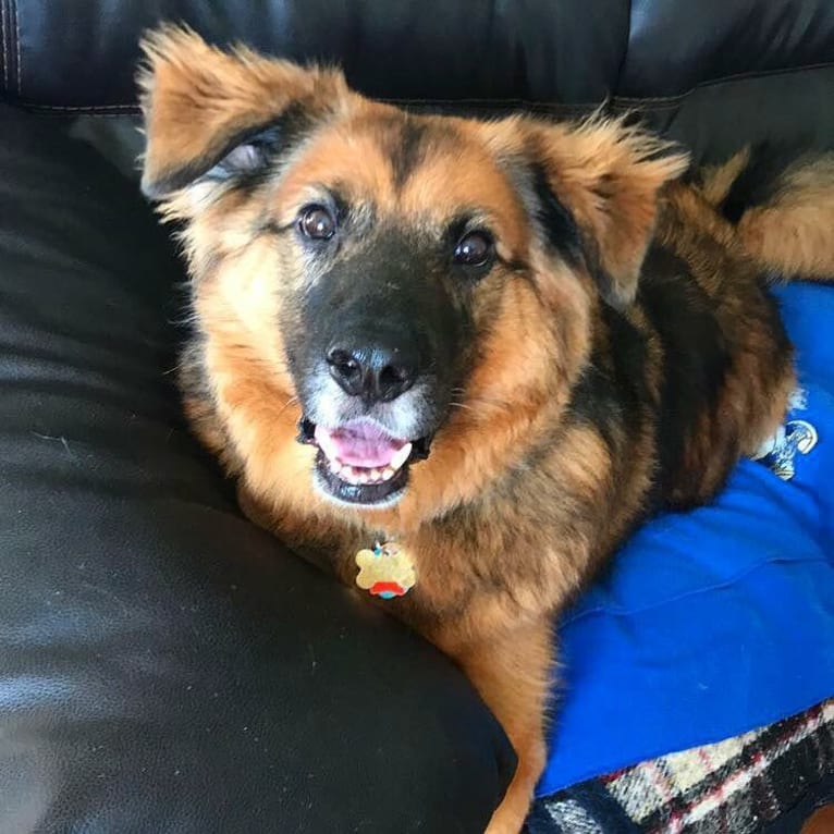 Max, a German Shepherd Dog and Labrador Retriever mix tested with EmbarkVet.com