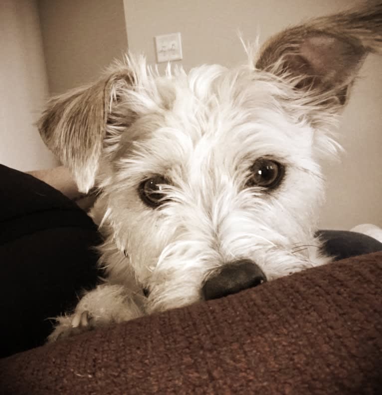 Rat terrier schnauzer mix outlet