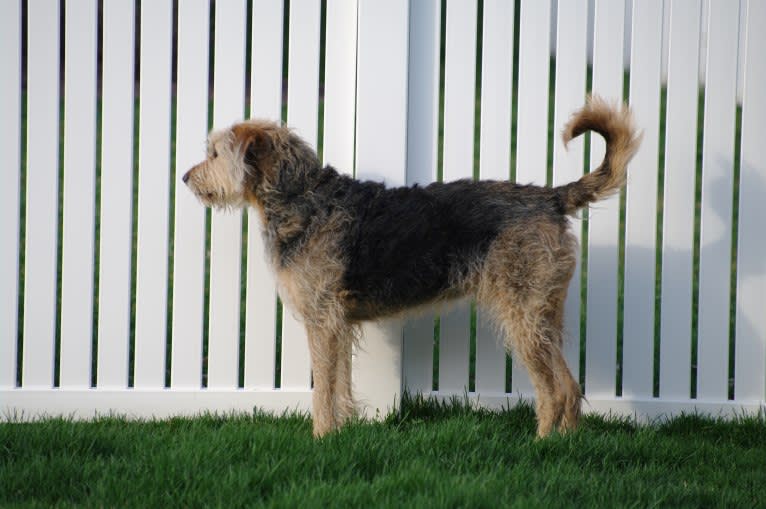 Sunny, an Airedale Terrier and Bluetick Coonhound mix tested with EmbarkVet.com