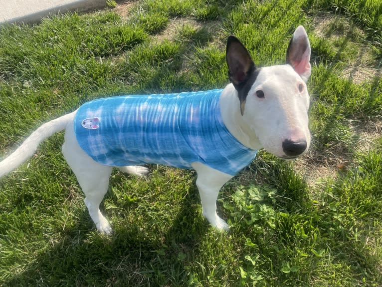 French Fry, a Bull Terrier tested with EmbarkVet.com