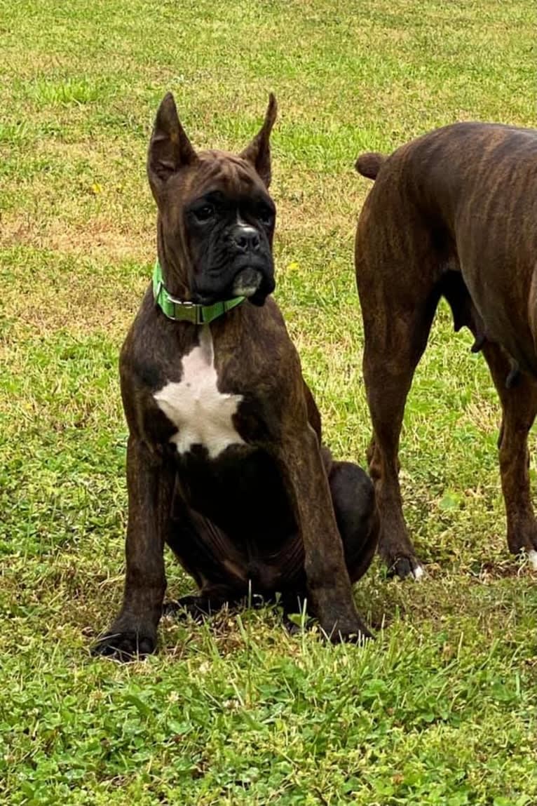 Bane, a Boxer tested with EmbarkVet.com