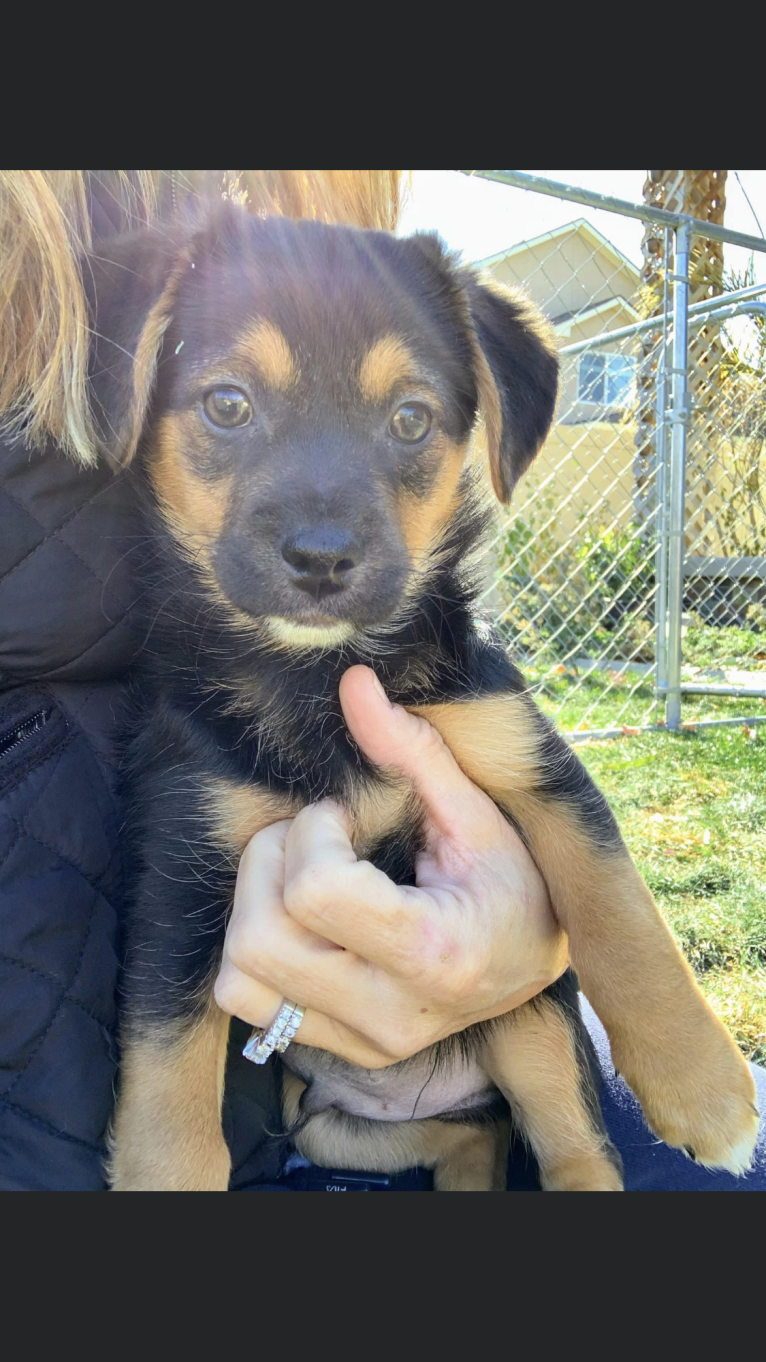 Osito, a Yorkshire Terrier and Chihuahua mix tested with EmbarkVet.com