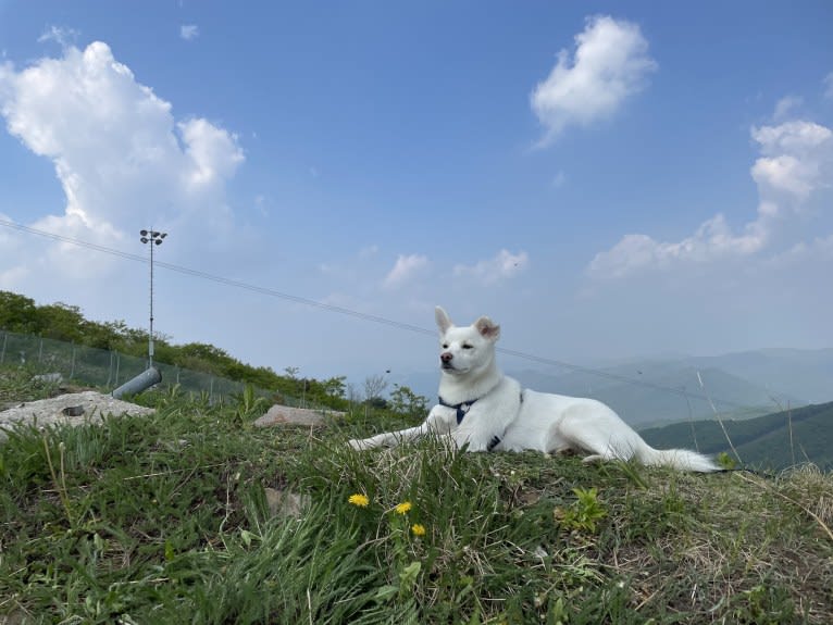 Laang, a Japanese or Korean Village Dog tested with EmbarkVet.com