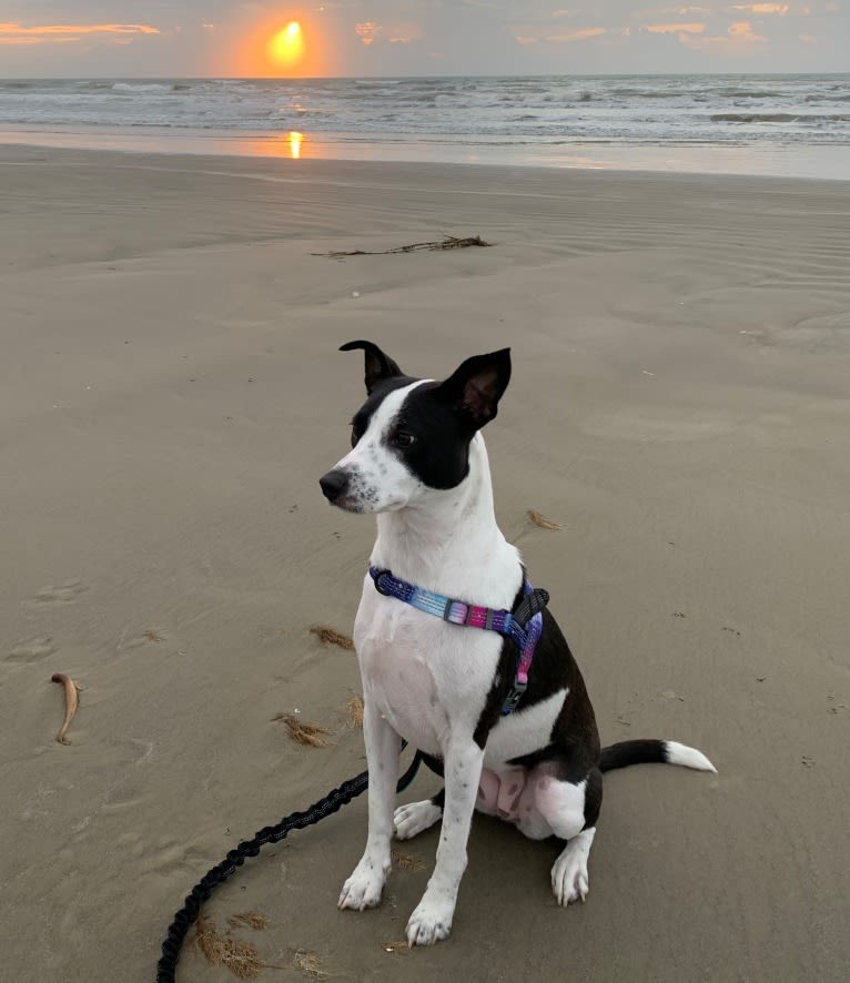 "Tama" Tamago, an American Pit Bull Terrier and Australian Cattle Dog mix tested with EmbarkVet.com