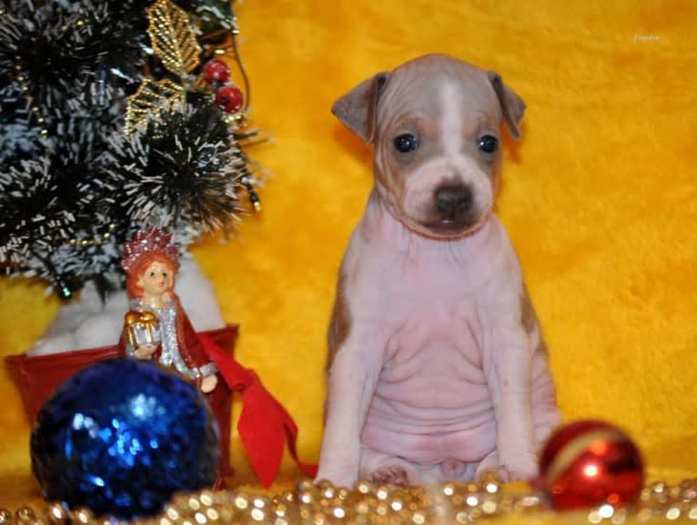 MIA, an American Hairless Terrier tested with EmbarkVet.com