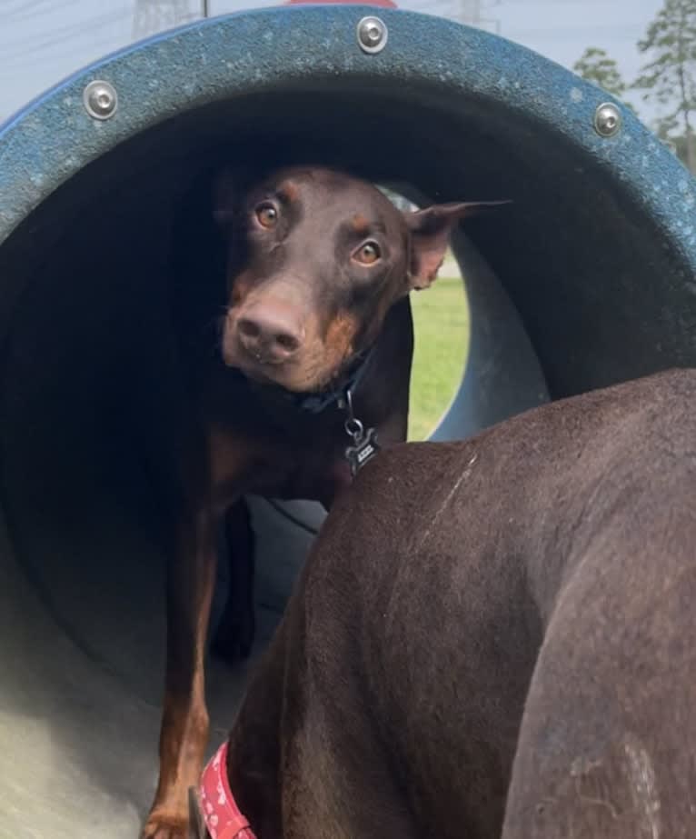 Axel Valor Rasberry, a Doberman Pinscher tested with EmbarkVet.com