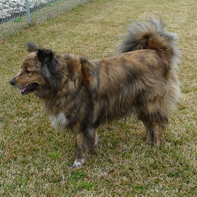 Tyler, a Chow Chow and American Pit Bull Terrier mix tested with EmbarkVet.com