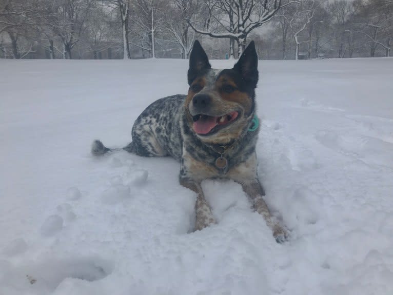 April, an Australian Cattle Dog and Border Collie mix tested with EmbarkVet.com