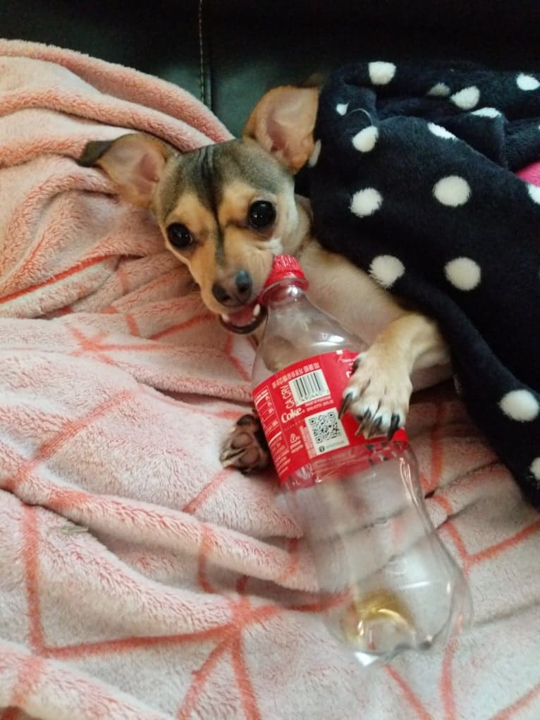 Dexter, a Chihuahua tested with EmbarkVet.com