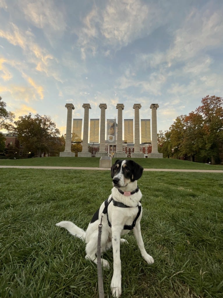 Auggie, an Australian Cattle Dog and Great Pyrenees mix tested with EmbarkVet.com