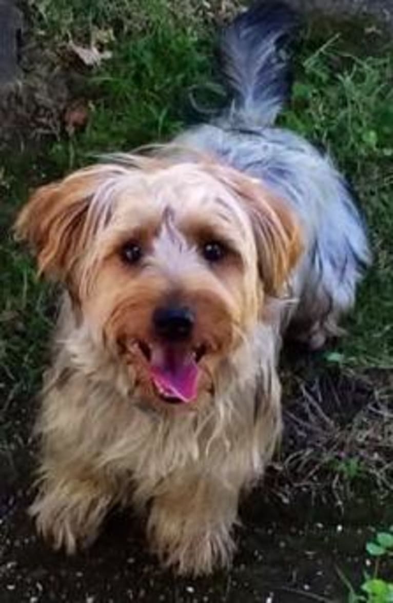 Barkley, a Yorkshire Terrier and Silky Terrier mix tested with EmbarkVet.com