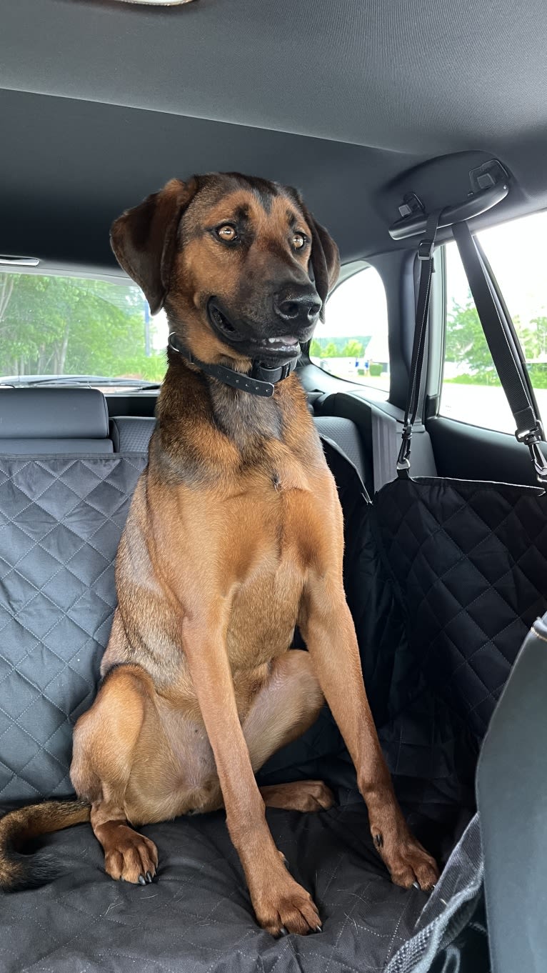 Baxter, a Treeing Walker Coonhound and Chow Chow mix tested with EmbarkVet.com