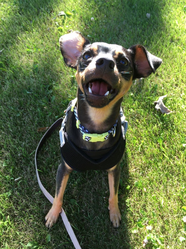 Marta, a Miniature Pinscher and American Pit Bull Terrier mix tested with EmbarkVet.com