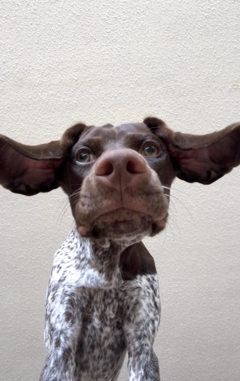 Marcela, a German Shorthaired Pointer tested with EmbarkVet.com