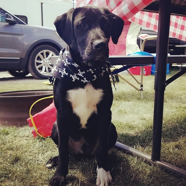 Photo of Rev, a Labrador Retriever and American Pit Bull Terrier mix in Clive, Iowa, USA