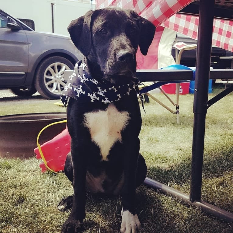 Rev, a Labrador Retriever and American Pit Bull Terrier mix tested with EmbarkVet.com