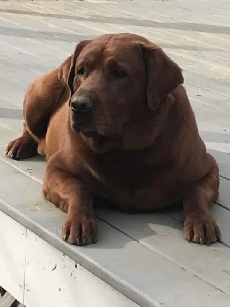 Wakan, a Labrador Retriever tested with EmbarkVet.com