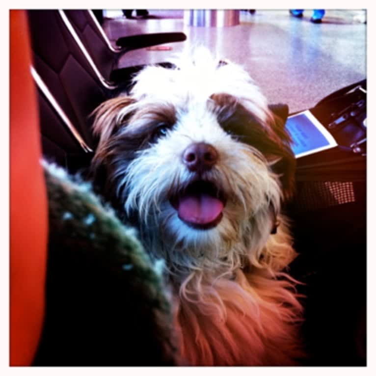 Miggy, a Shihpoo (11.3% unresolved) tested with EmbarkVet.com