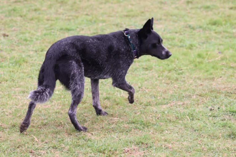 Juniper, an Australian Cattle Dog tested with EmbarkVet.com