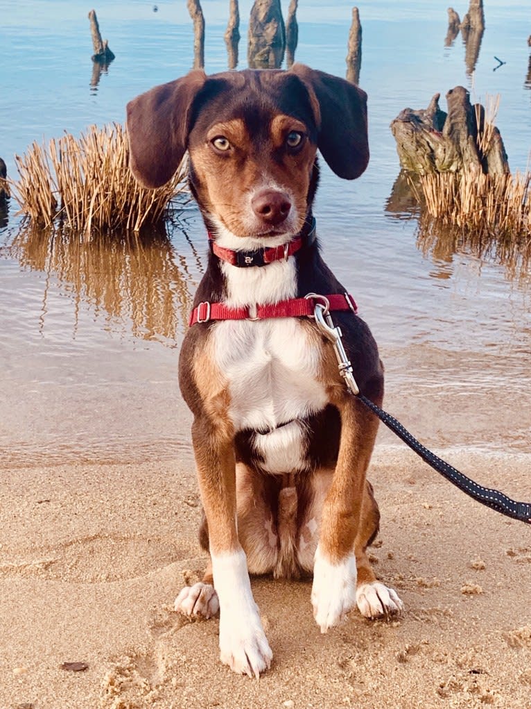Beagle mini pinscher mix deals