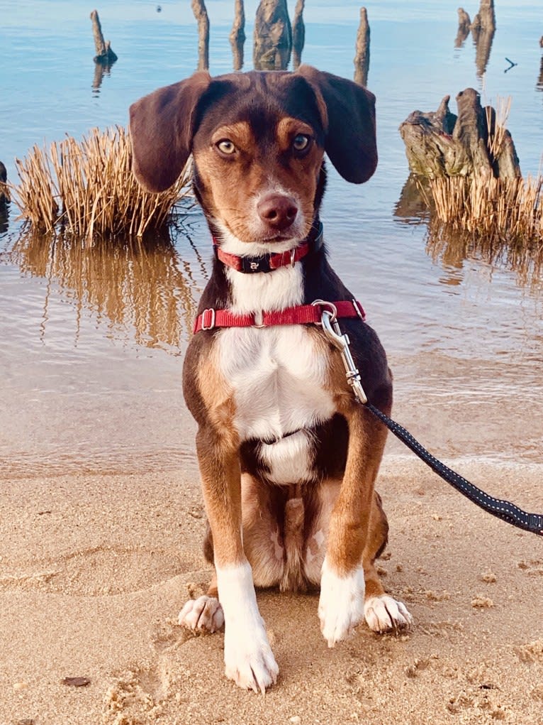 Beowulf, a Miniature Pinscher and Beagle mix tested with EmbarkVet.com