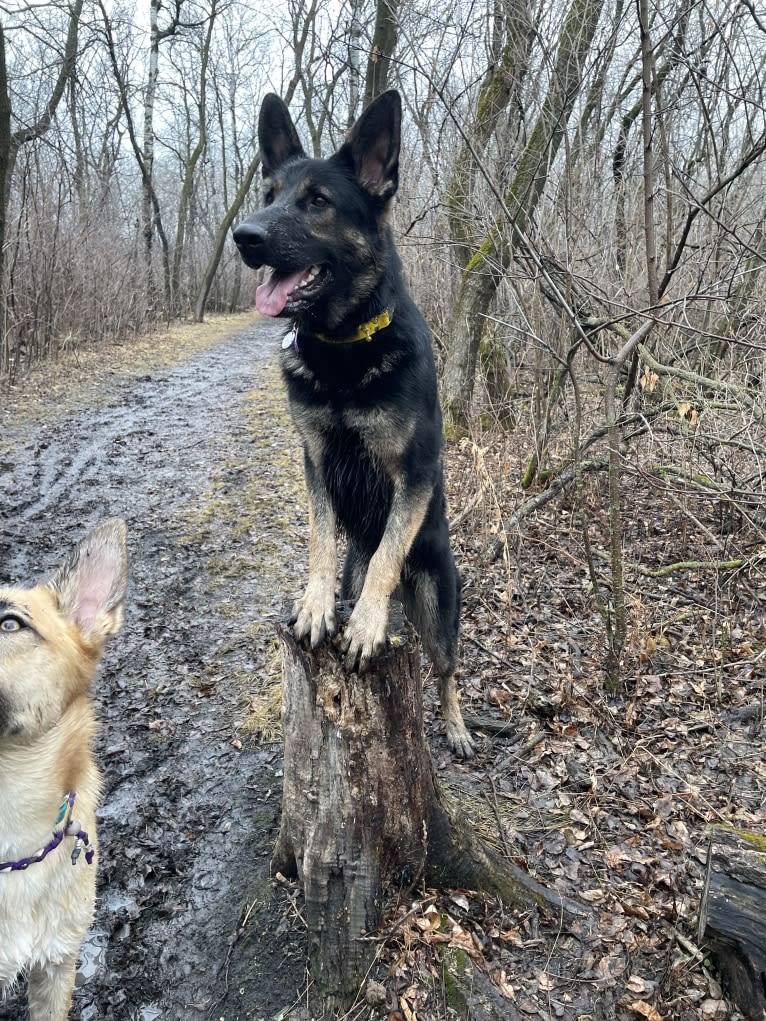 Dino, a German Shepherd Dog tested with EmbarkVet.com