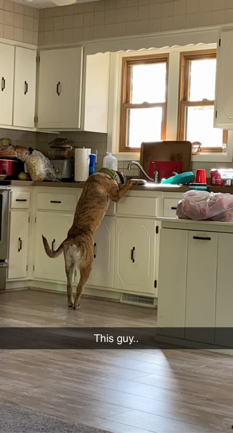 Simba, a Catahoula Leopard Dog and Chow Chow mix tested with EmbarkVet.com