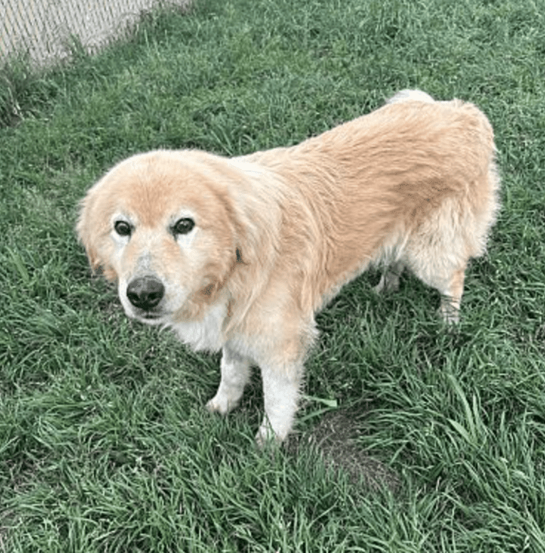 Hank, a Great Pyrenees and Anatolian Shepherd Dog mix tested with EmbarkVet.com