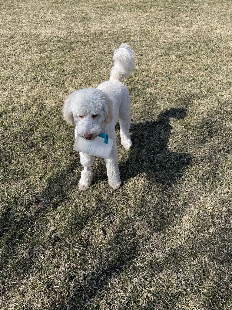 Orie, a Goldendoodle tested with EmbarkVet.com