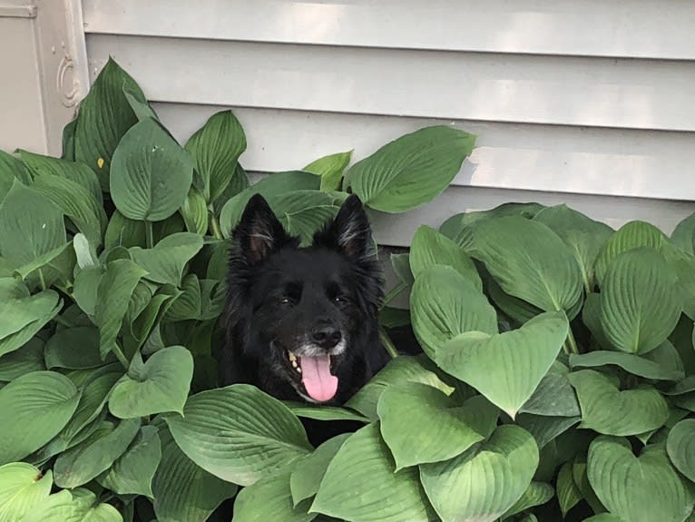 Shep, a German Shepherd Dog and Siberian Husky mix tested with EmbarkVet.com